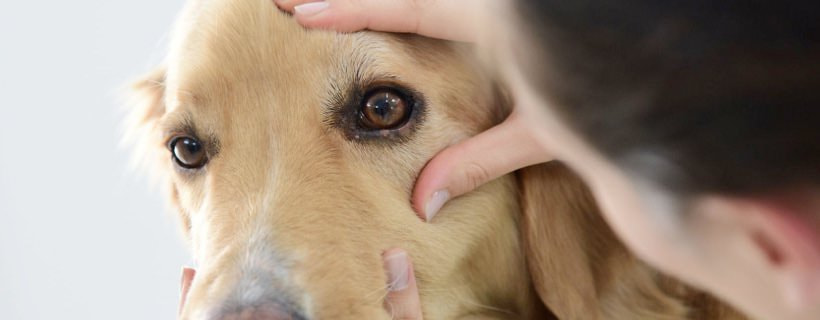 Occhi secchi nei cani: cause e trattamento della cheratocongiuntivite secca