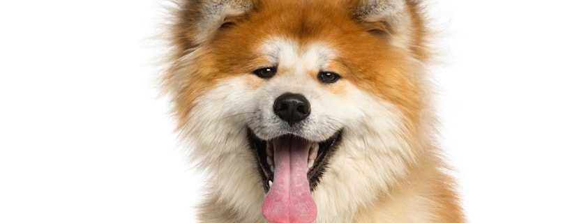 Razze di cani giapponesi: elenco delle 13 razze
