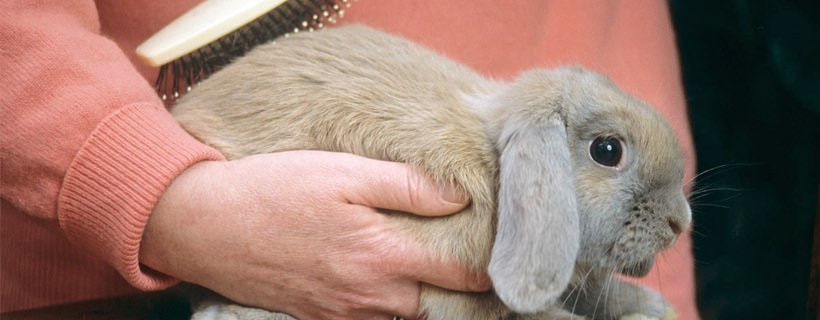 La toelettatura del coniglio: segreti e gli strumenti per averlo bello