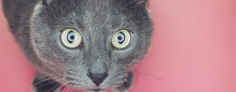 Le razze di gatto grigio pi&ugrave; favolose e le loro caratteristiche