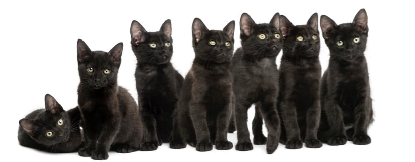 Gatti neri: le 17 razze più affascinati e misteriose