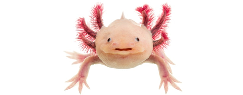 Guida per la cura degli Axolotl: installazione dell'acquario, alimentazione, vita media e tanto altro!