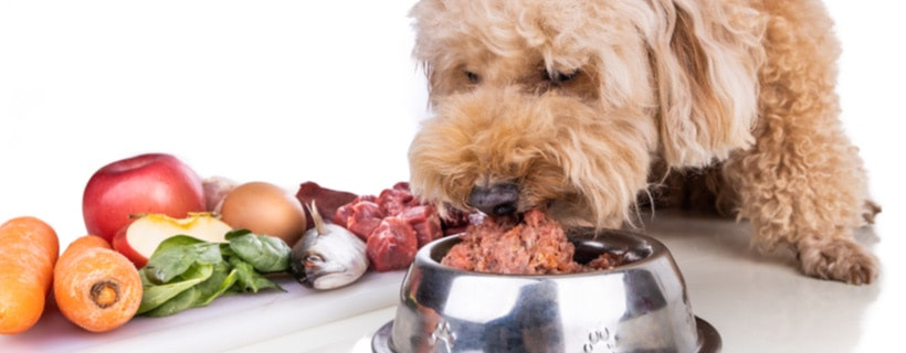 La carenza di proteine ​​nel cane può creare problemi di salute?