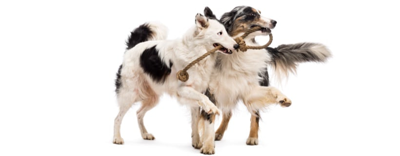 I 25 cani di media taglia pi&ugrave; popolari