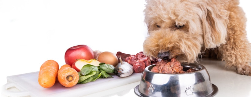 10 alimenti che prevengono le malattie nei cani