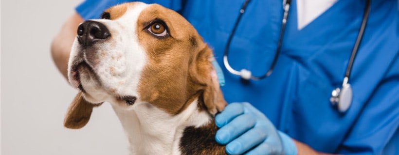 Tumore della pelle del cane: le alternative naturali che funzionano