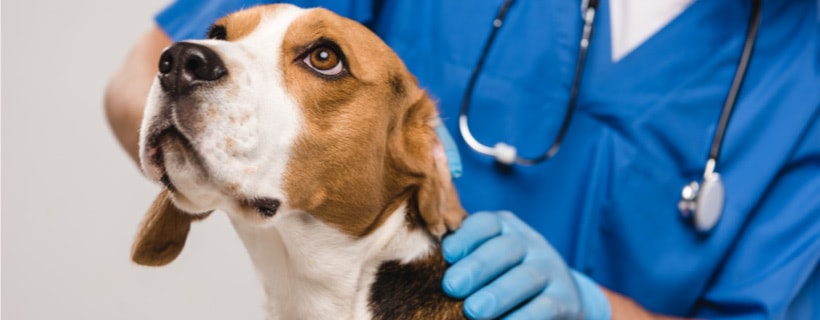 Tumore della pelle del cane: le alternative naturali che funzionano