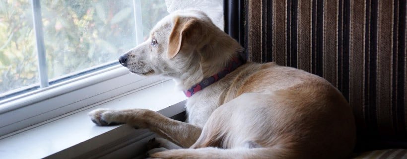 Ansia da separazione nel cane: 11 modi per alleviarla