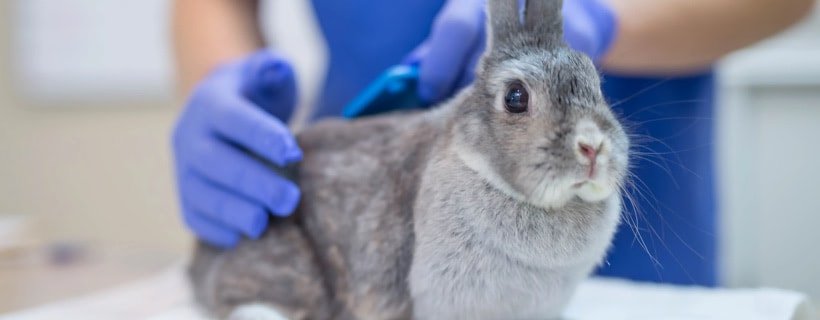 Cause di morte improvvisa nel coniglio sano