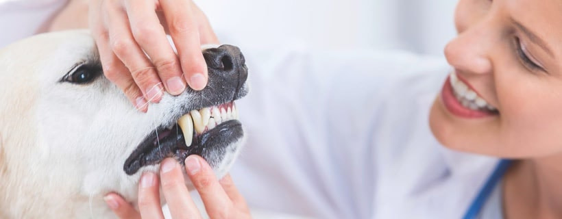 10 consigli per la cura dei denti dei cani