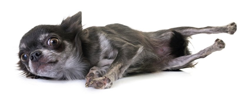Chihuahua: longevit&agrave; e 6 consigli per allungare la vita del vostro cane