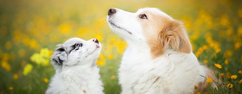 Sollievo dal dolore naturale per cani: le 10 migliori erbe