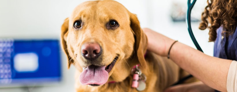7 segnali che indicano la presenza di problemi al fegato nel cane (e come intervenire)