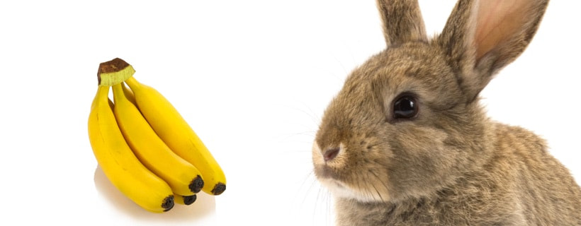I conigli possono mangiare le banane? S&igrave;, ma con moderazione!