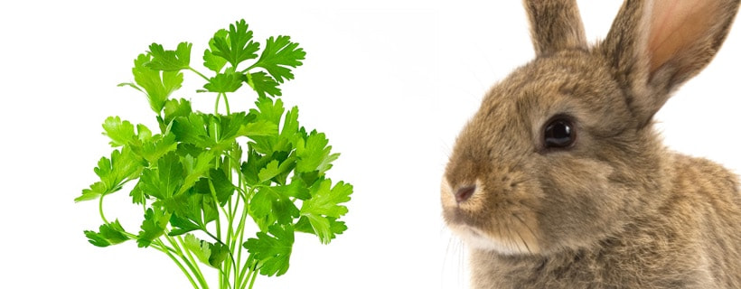 I conigli possono mangiare il prezzemolo?
