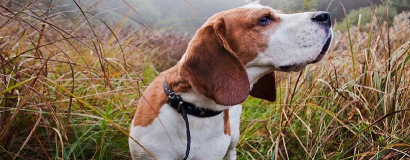 Le 25 razze canine con il senso pi&ugrave; potente dell'olfatto