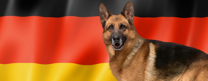 31 razze canine di origine tedesca: guida completa ai cani tedeschi