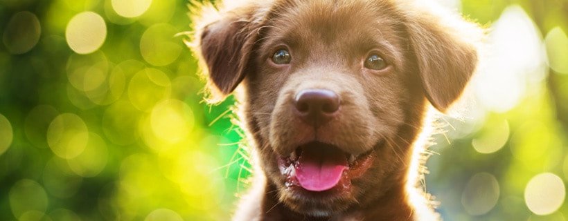 Vitamina A per cani: tutti i benefici per la salute del tuo amico a quattro zampe