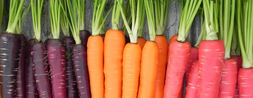 Le carote fanno bene ai cani? Benefici, dosi consigliate e precauzioni