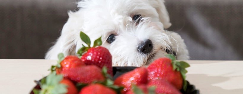 I cani possono mangiare le fragole?