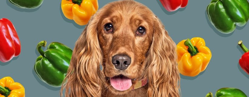 Peperoni per cani: guida completa su variet&agrave;, quantit&agrave; e benefici