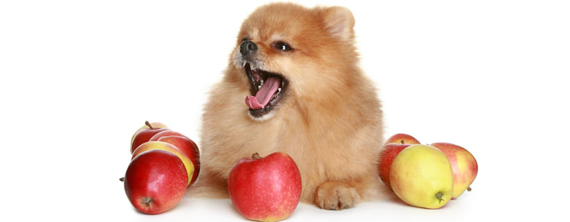 I cani possono mangiare le mele? Rischi e benefici in un'analisi completa