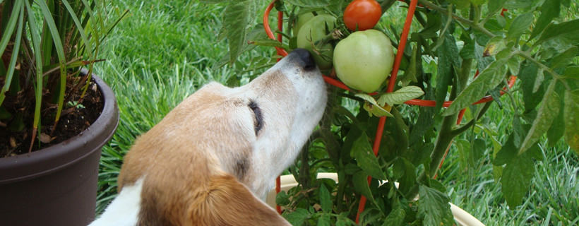 Il mio cane può mangiare i Pomodori?