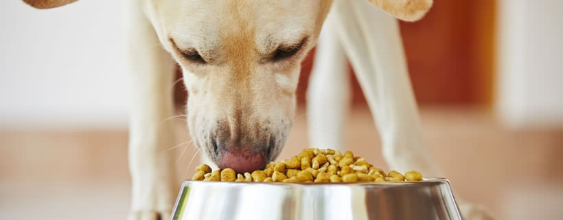 Dieta a Rotazione Alimentare per Cani