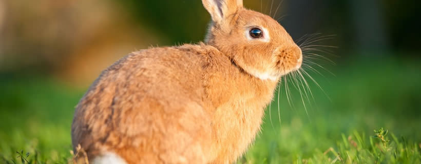 Il coniglio, le Basi: 10 cose che tutti i proprietari dovrebbero sapere