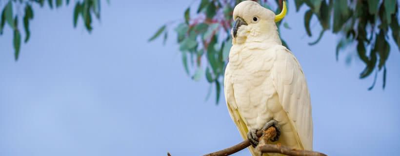 Cacatua: i pappagalli più affettivi del pianeta