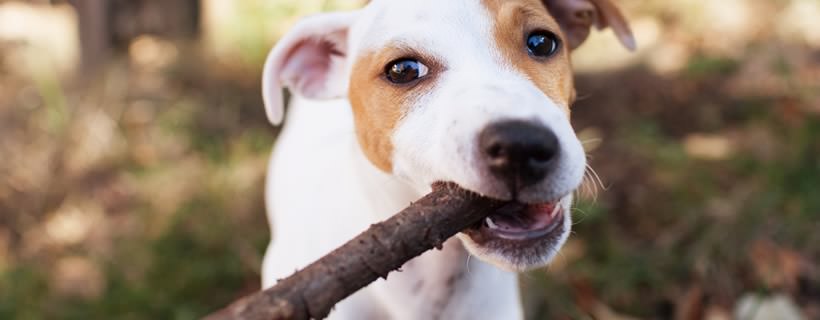 Dovresti lasciare masticare legno al tuo cane?