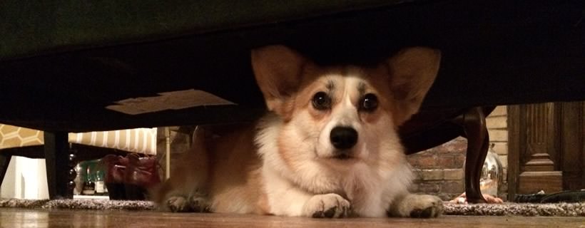 Perché i cani si nascondono sotto il letto?