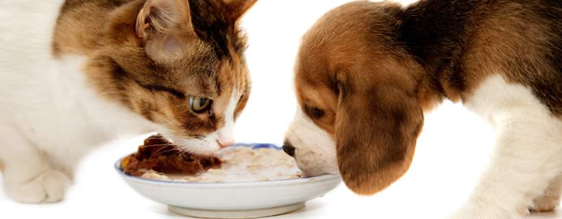 Cani che mangiano Cibi per Gatti: È Veramente un Problema?
