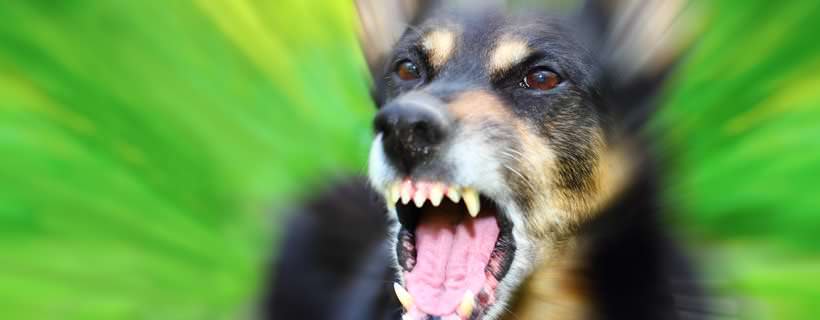 Cinque Miti Sfatati sulla Aggressivit&agrave; Canina