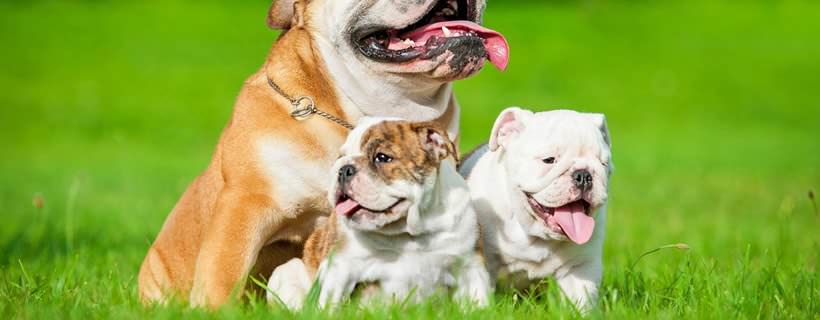 5 Tratti universali della personalità del Bulldog Inglese