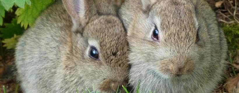 Nutrizione del coniglio: 8 domande e risposte