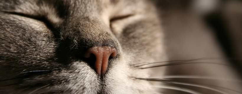 Perché il gatto starnutisce? Motivi, sintomi e quando preoccuparsi