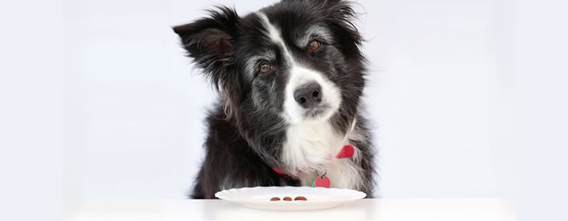 6 buoni motivi per fornire al tuo cane la giusta dieta in base all'età