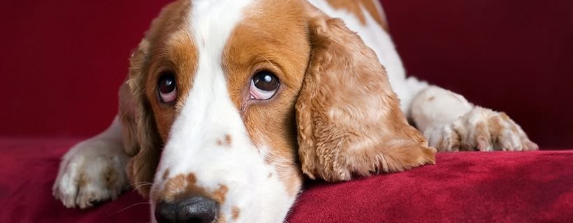 6 Gravi Errori dei Padroni che Rendendo Infelici i Cani