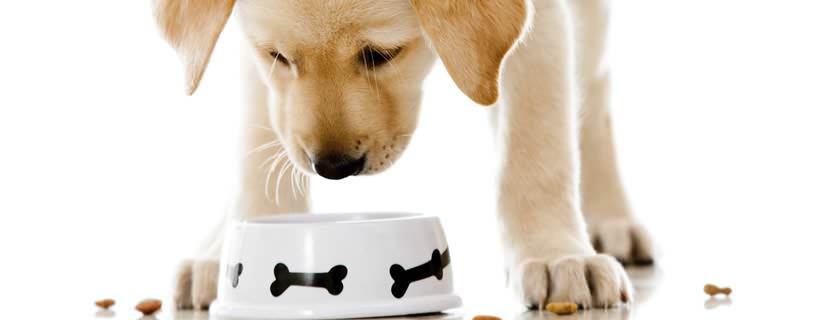 Alcuni fatti interessanti riguardo i cani ed i loro gusti per il cibo