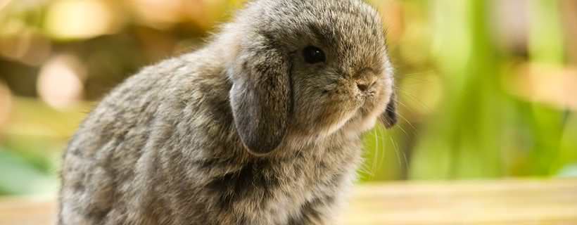 12 delle più piccole e carine razze di conigli del mondo