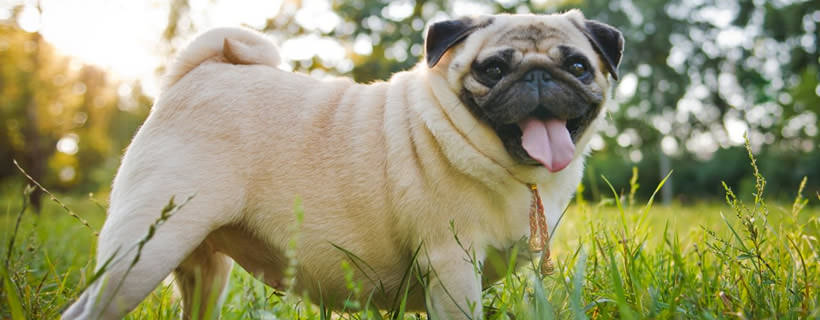 6 problemi di salute dietro ad un inspiegabile aumento del peso del cane
