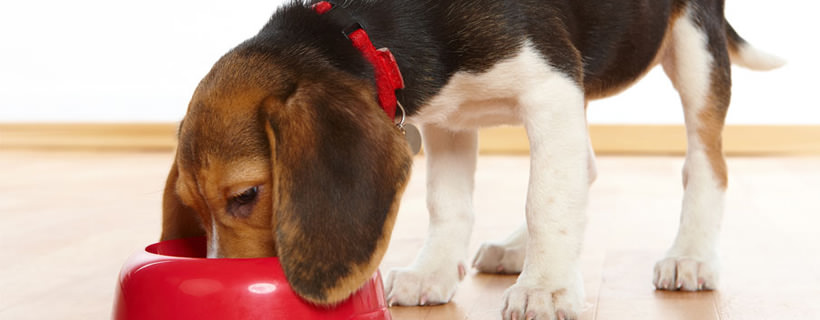 8 consigli per alimentare il vostro cane con una dieta nutrizionalmente completa