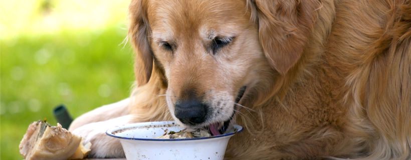 Dare da mangiare ai Cani Anziani: Consigli e Indicazioni