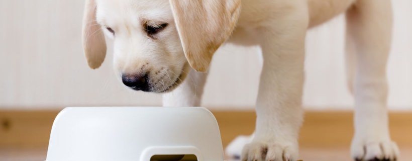 Dare da mangiare ai Cuccioli di cane: Cosa dovete sapere