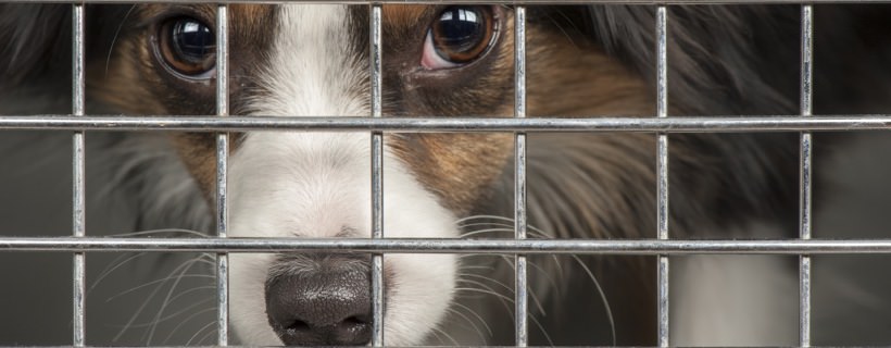 Alcuni miti da sfatare sui cani adottati