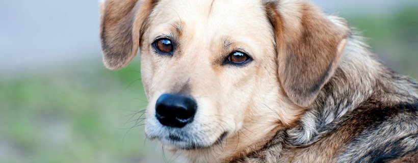 Atrofia progressiva della retina nel cane correlata all’età
