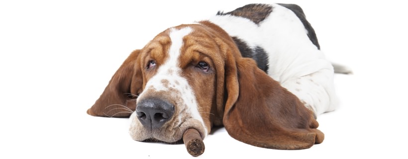 Fumare in presenza del vostro cane può portarlo ad avere il cancro ai polmoni