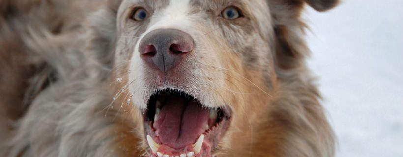 Riconoscere i diversi tipi di aggressivit&agrave; dei cani