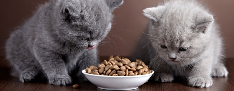 10 Domande e risposte frequenti sulla Nutrizione dei Gattini